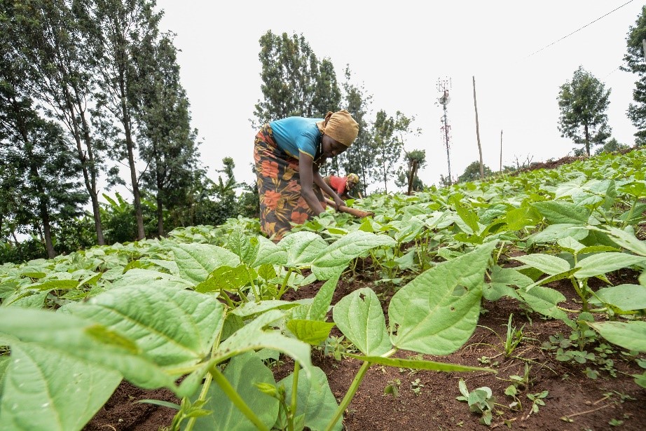 Women in Farm